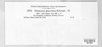 Uromyces pisi-sativi image